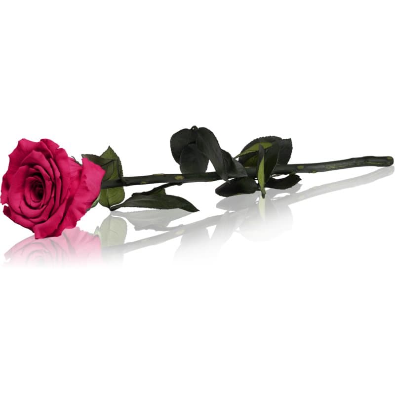RoseAmor Fuchsia stabilisierte Stängelrose 30 cm 1 St.