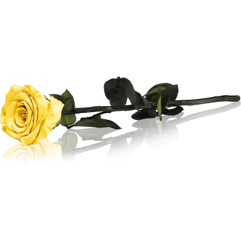 RoseAmor Yellow stabilisierte Stängelrose 30 cm 1 St.