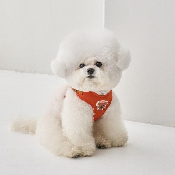 Bennys Hund Ein-Klick Geschirr, orange