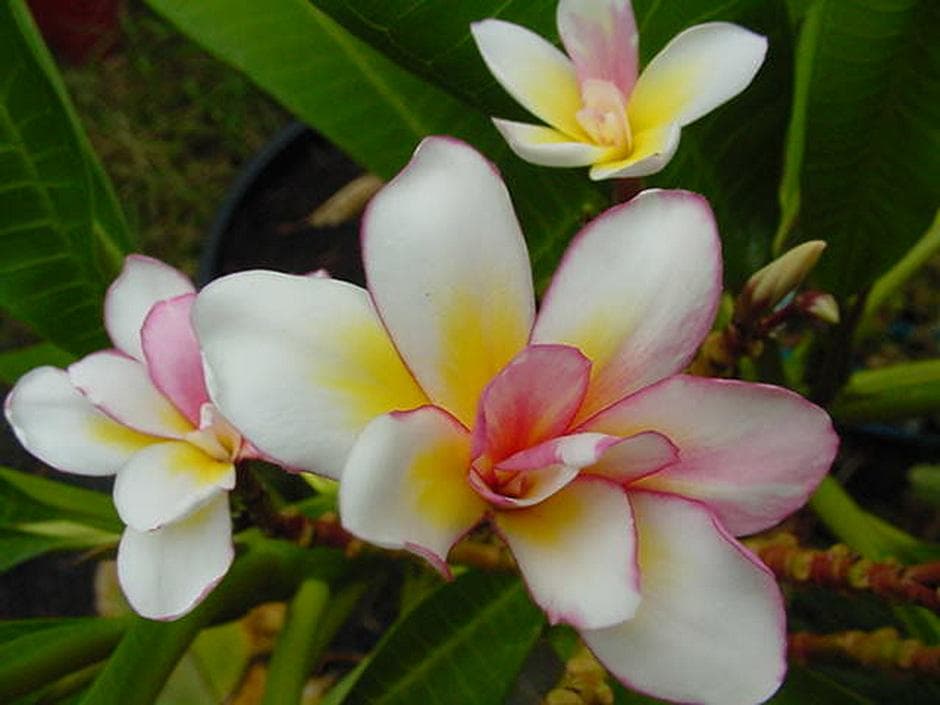 5 SAMEN von PLUMERIA - FRANGIPANI - pomelia Sorte  Bali Whirl  - FRISCHE SAMEN