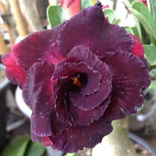 5 Samen von ADENIUM OBESUM   Amata   Desert Rose  frische Samen