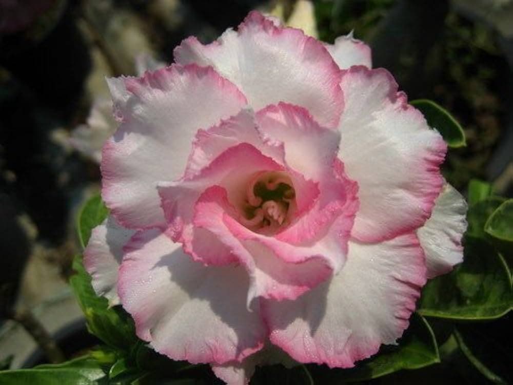 5 SAMEN von ADENIUM OBESUM  Nangngam  Wüstenrose  -FRISCHE SAMEN