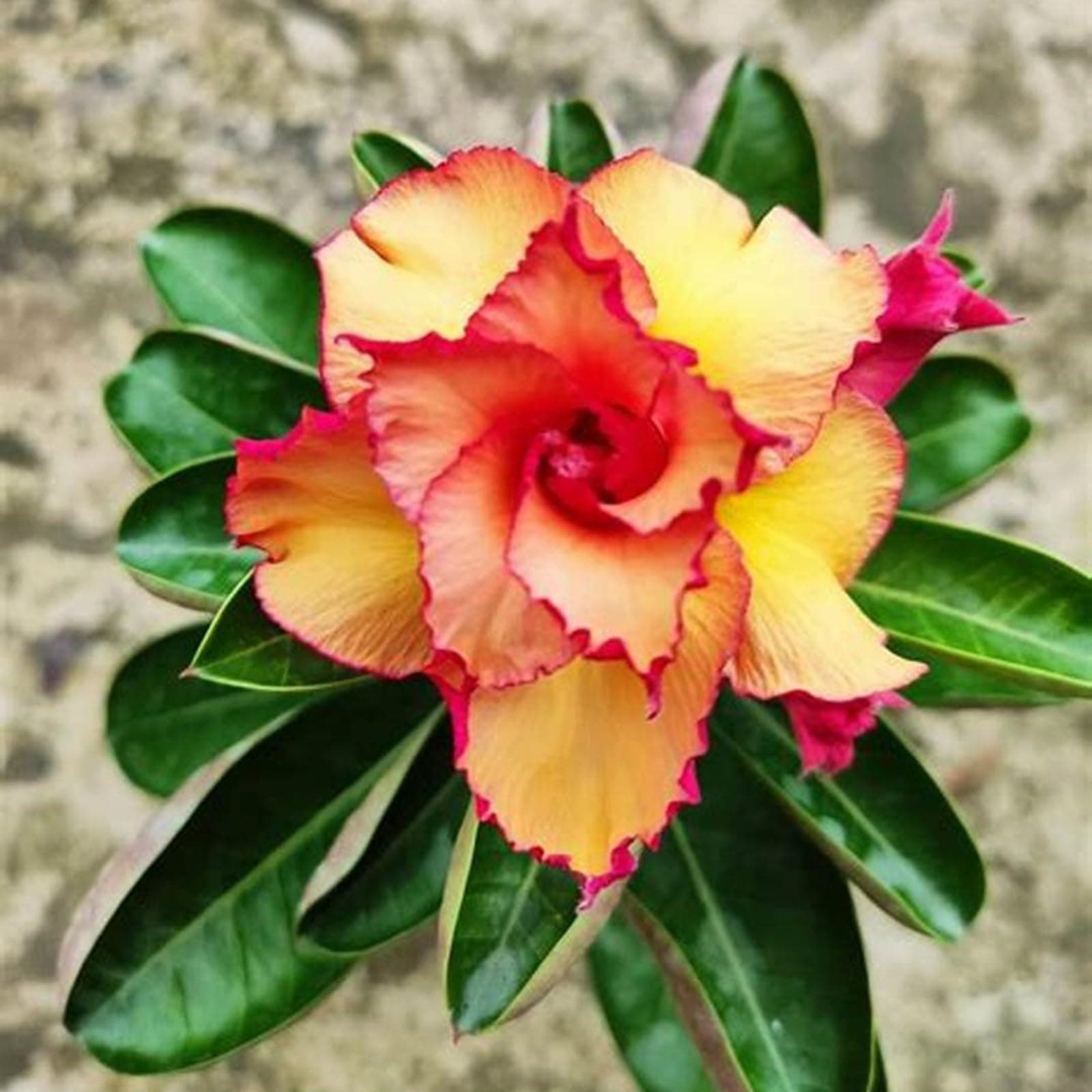 5 SAMEN ADENIUM OBESUM  Lady  Wüstenrose - FRISCHE SAMEN