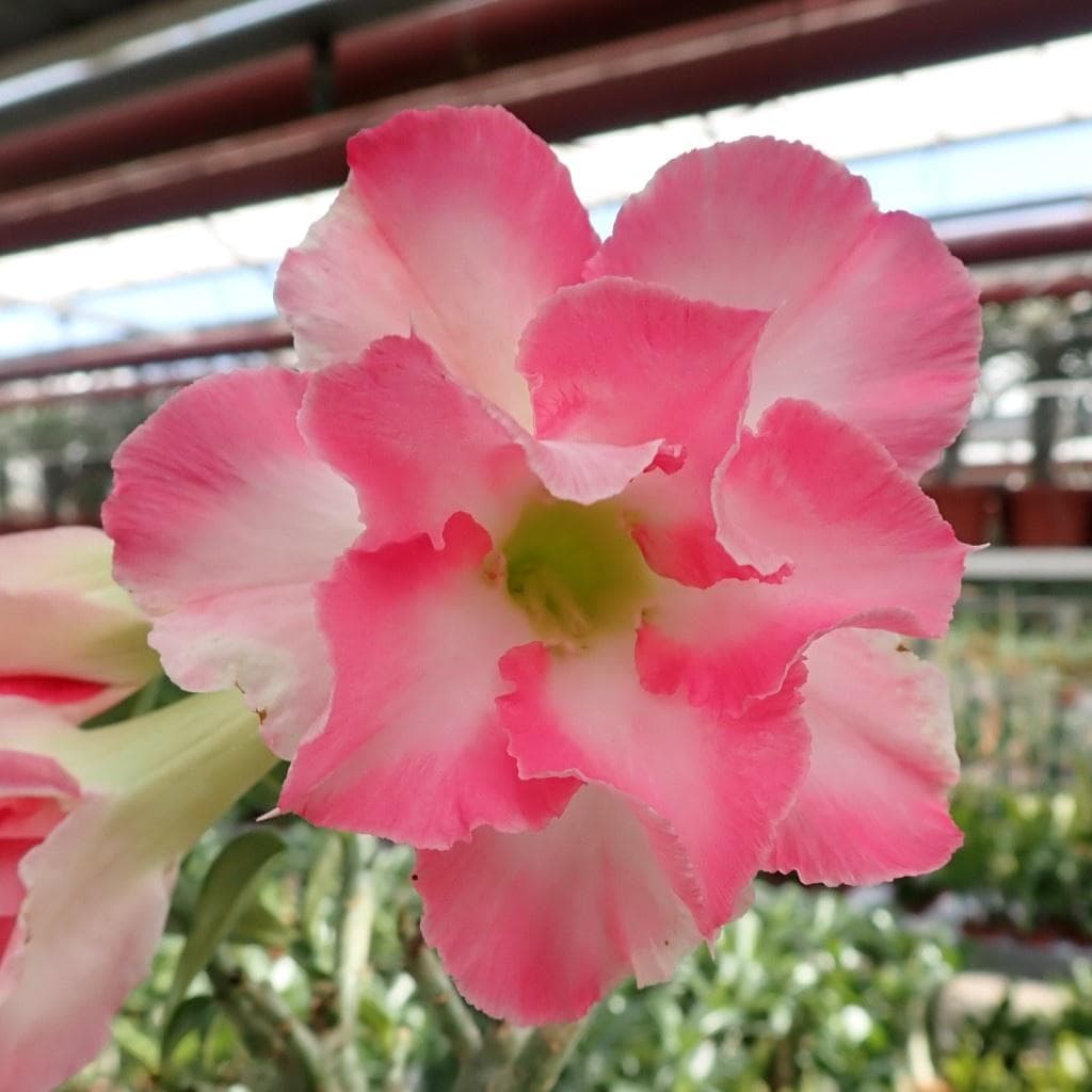 5 SAMEN von ADENIUM OBESUM  Pink  Wüstenrose - FRISCHE SAMEN