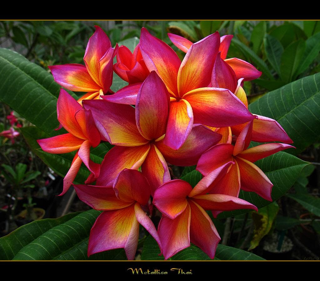 5 SAMEN PLUMERIA -frangipani - pomelia Sorte  Mattalica -FRISCHE SAMEN
