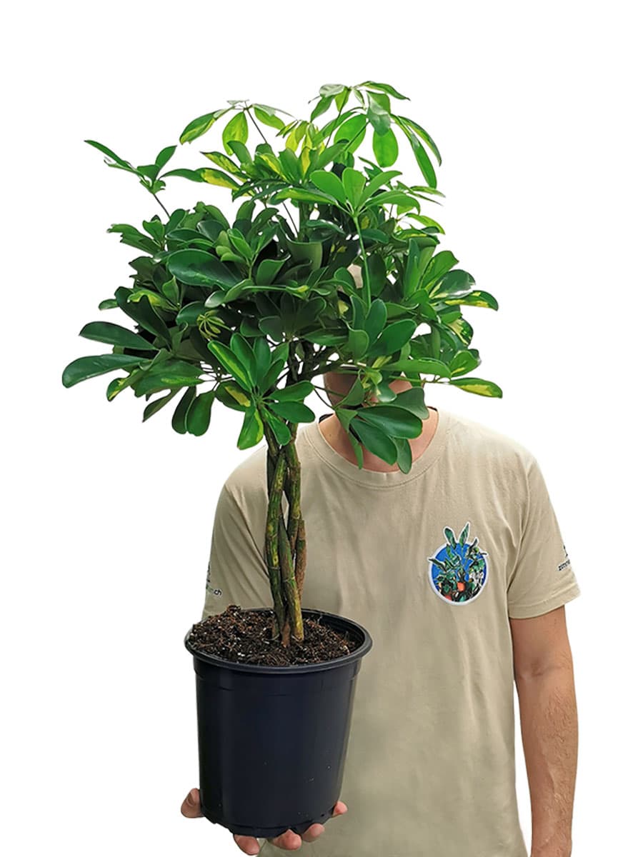 Schefflera Arboricola Gold Capella Geflochten
