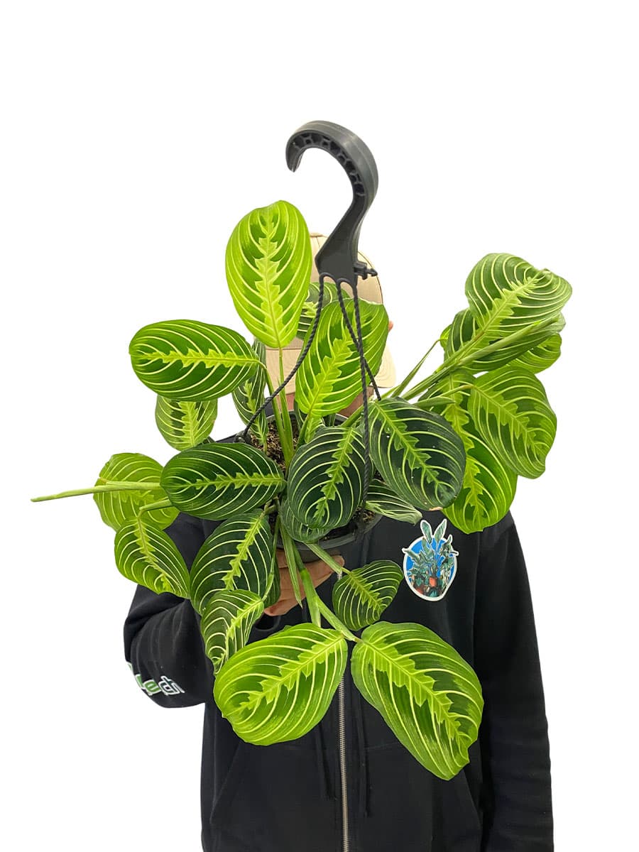 Hänger - Maranta Lemon Lime