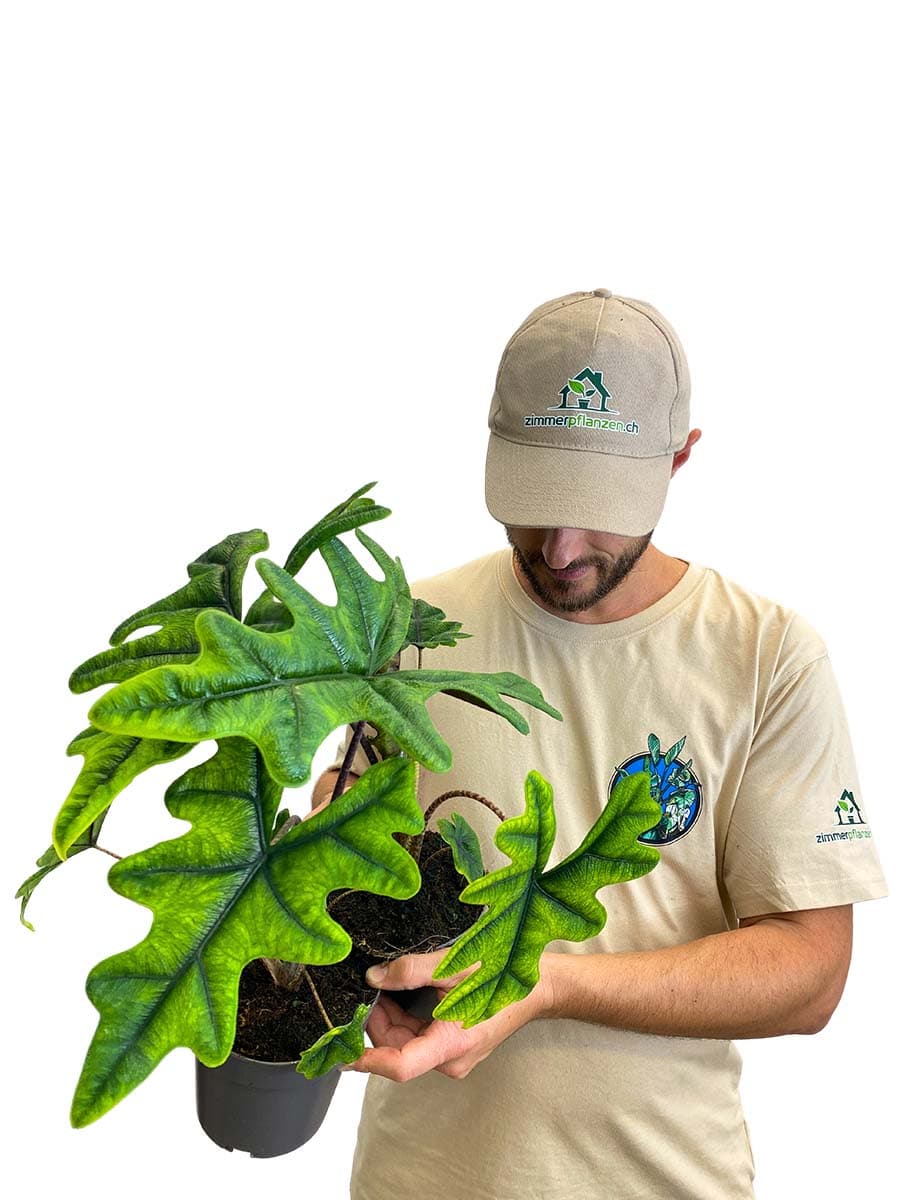Alocasia Jacklyn XL