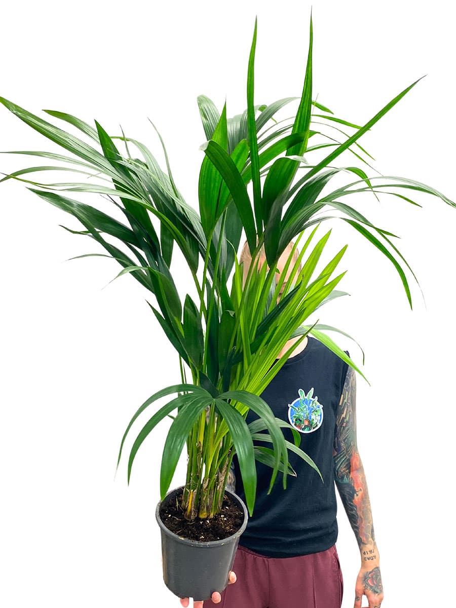 Kentiapalme Howea Forsteriana - Ø17 cm