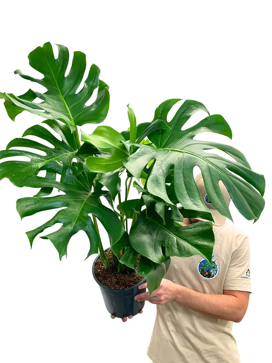 Monstera Deliciosa - Ø24 cm