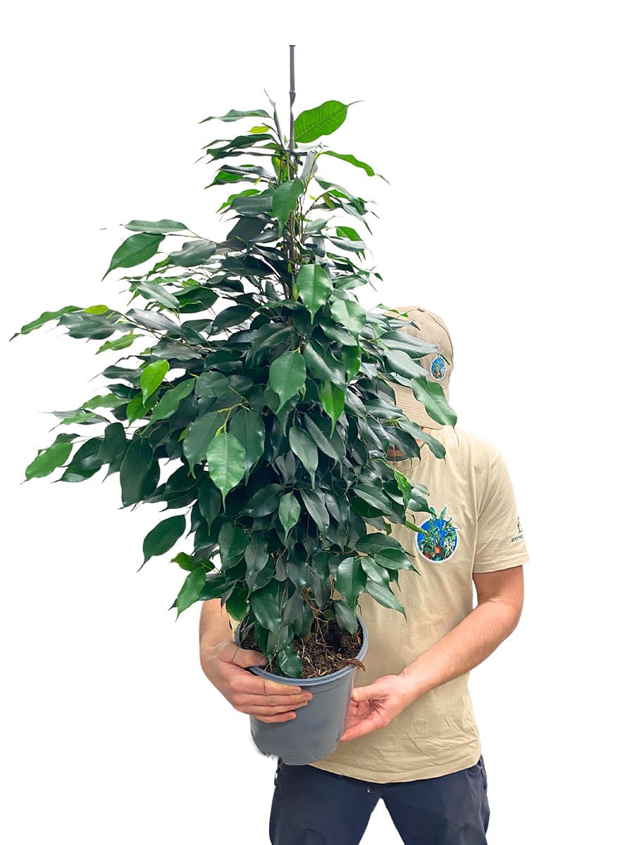Birkenfeige Ficus Benjamina Danielle - Ø21 cm